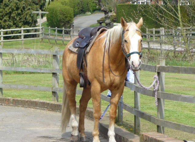  Western Quarter Horse 